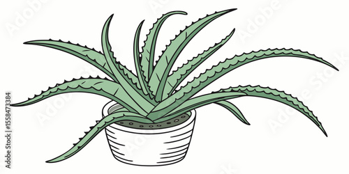 aloe vera plant isolated on white