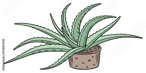 aloe vera plant isolated on white
