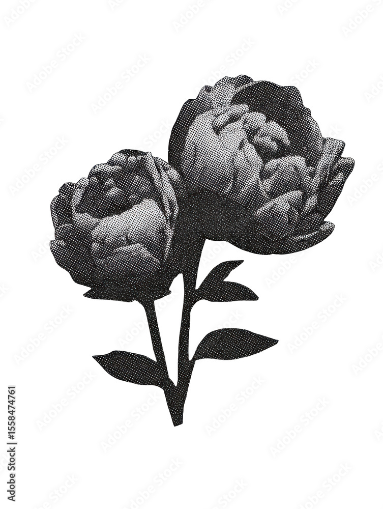Obraz premium Vintage Peony Flowers In Halftone. Retro Botanical Illustration Isolated On Transparent Background
