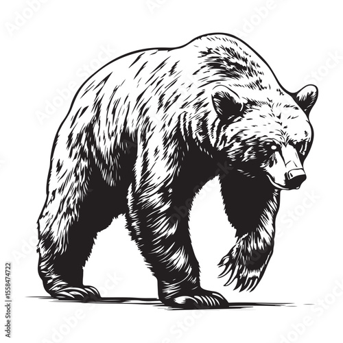bear standing silhouette, vector, black color silhouette, Walking black bear silhouette with detailed fur texture, wilderness animal profile, wildlife vector design illustration isolated on transparen
