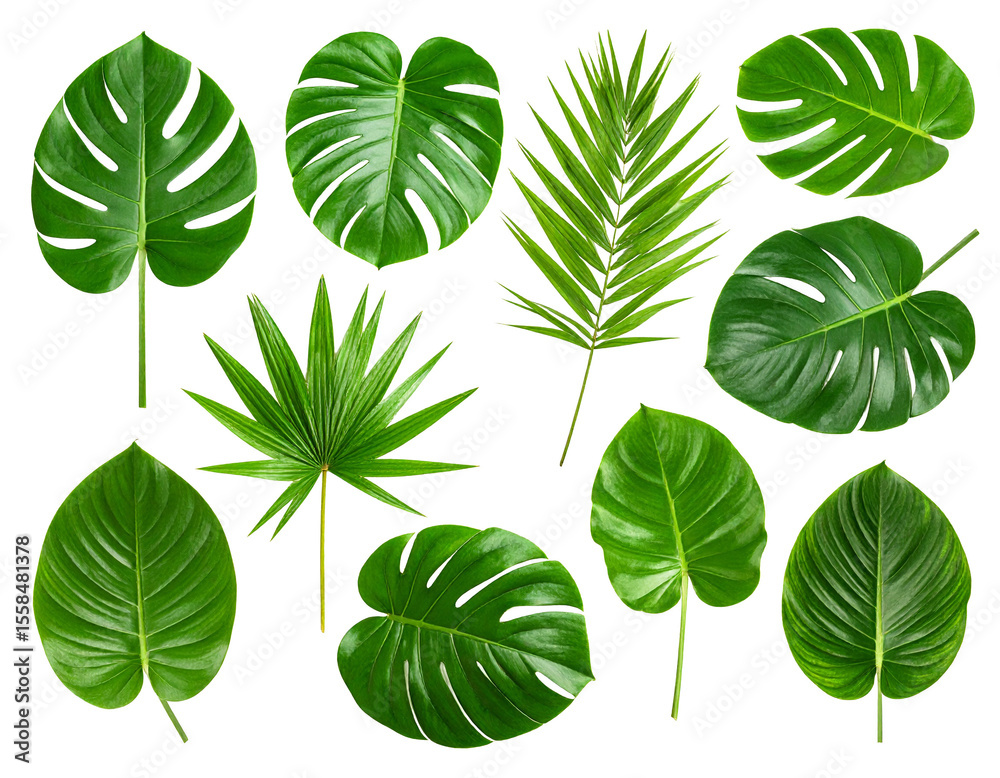 Obraz premium A set of twelve different types of green leaves