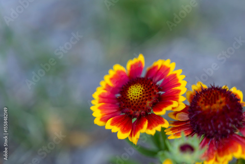 Vibrant gaillardia flowers blooming in Spania Dolina, Slovakia