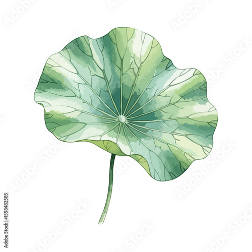 Lotus leaf isolated in a transparent PNG background – watercolour art
