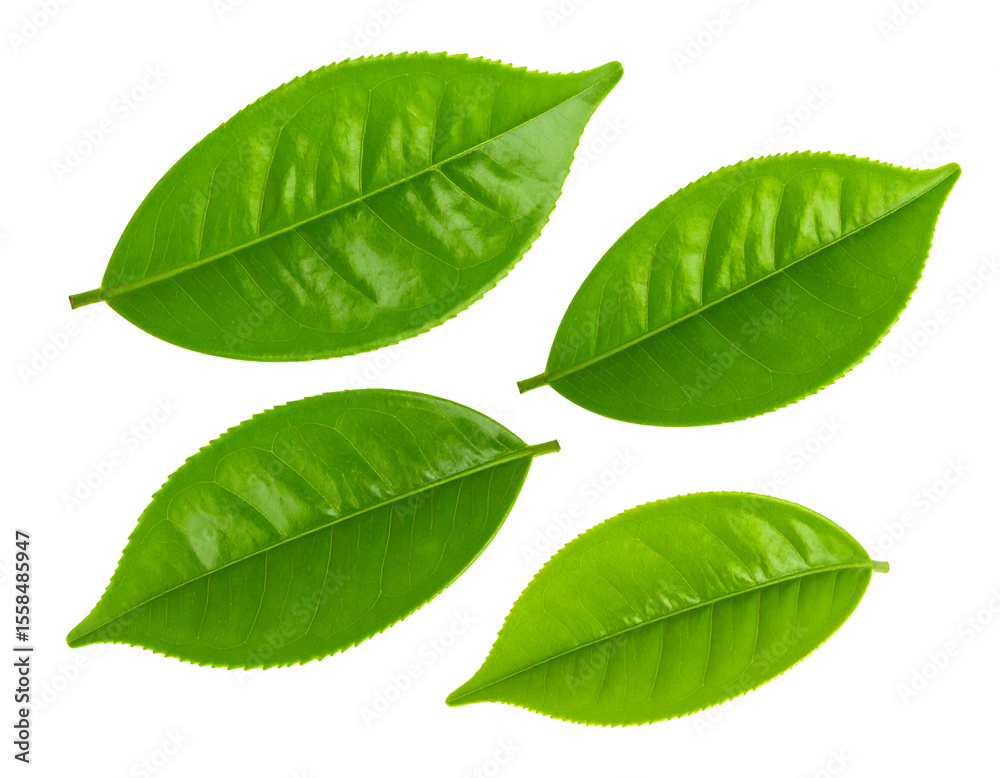 Fototapeta premium Vibrant green tea leaves reveal their intricate details and fresh, healthy appearance.