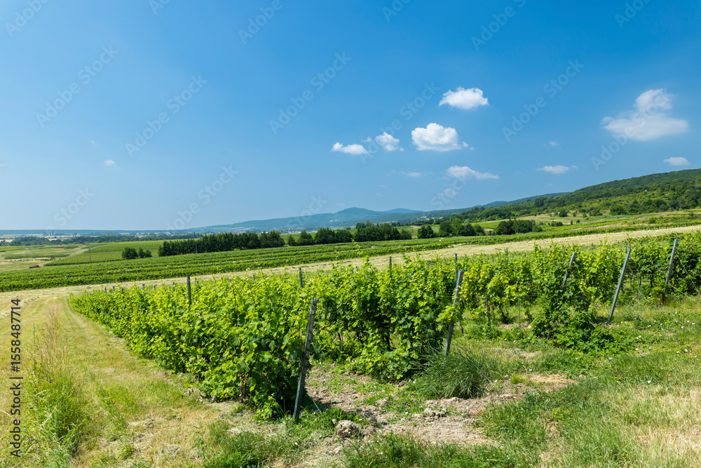 Obraz premium Lush vineyard rows growing under blue summer sky in Dolne Oresany, Slovakia