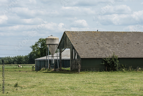 cows in a meadow near a barn, a silo an a manure digester in summer