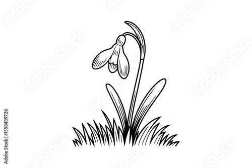 Elegant snowdrop flower with grass sketch vector illustration