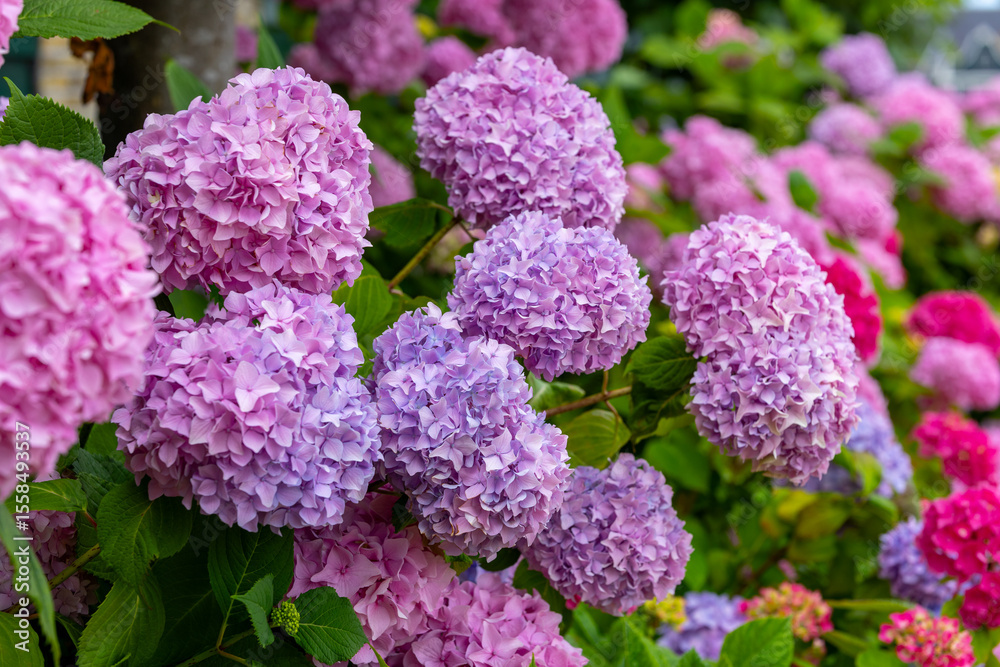 Vibrant Pink and Purple Hydrangea Flowers in Bloom Vibrant Pink and Purple Hydrangea Flowers in Bloom