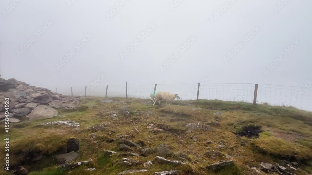 A young man climbing on a pile of rocks on a foggy environment in Conor Pass in Ireland with some sheep passing by A young man climbing on a pile of rocks on a foggy environment in Conor Pass in Ireland with some sheep passing by