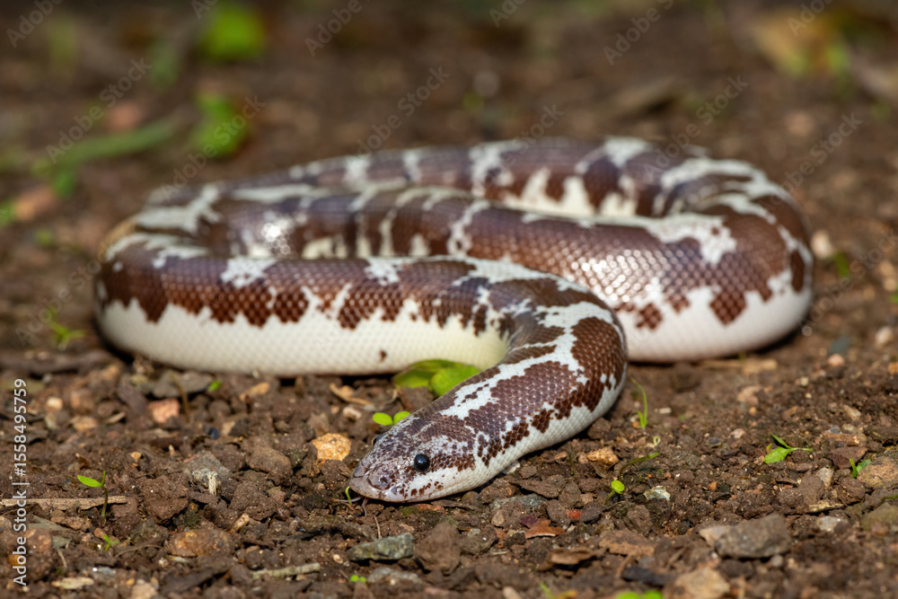 Obraz premium A cute Kenyan sand boa (Gongylophis colubrinus) on a natural sand surface 
