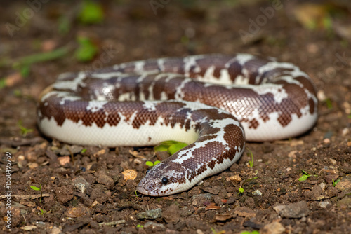 A cute Kenyan sand boa (Gongylophis colubrinus) on a natural sand surface 