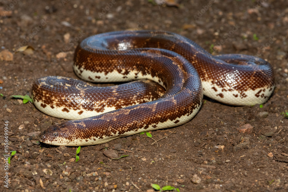 Obraz premium A cute Kenyan sand boa (Gongylophis colubrinus) on a natural sand surface