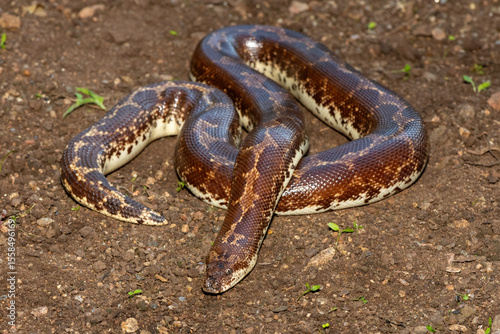 A cute Kenyan sand boa (Gongylophis colubrinus) on a natural sand surface 