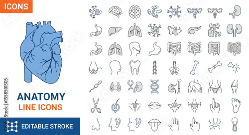 Anatomical Line Icons A Comprehensive Set of Human Body Parts for Medical Design (ssheet 117 concept)
