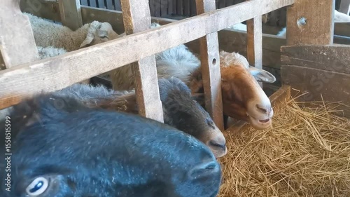 Eco Farm. Sheep begging for food.