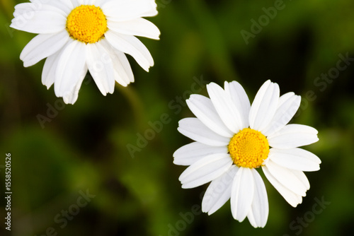 Two white daisies flourishing in green background