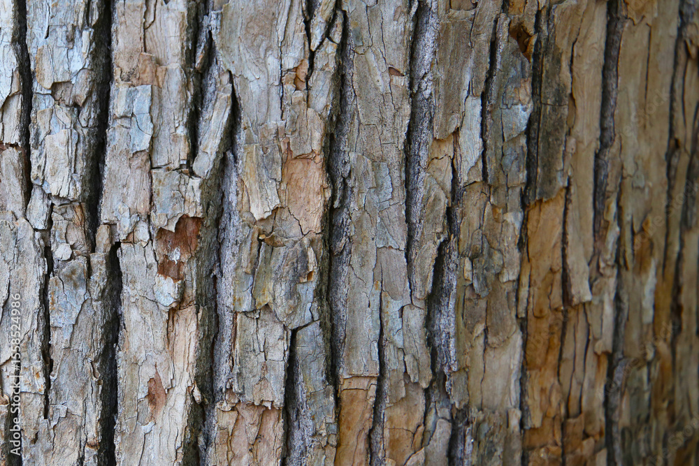 Fototapeta premium Rough tree bark with deep cracks and natural textures.