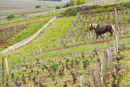 Horse Walking in Cote d'Or Vineyard in Vougeot, France, Showing Sustainable Agriculture photo
