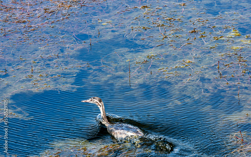 Squacco heron bird living in Beyşehir Lake photo