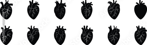 Anatomical heart vector silhouette icon set. heartbeat,  anatomy, medical, health, cardiology, system, biology, vector, organ, body, human heart collection on white background