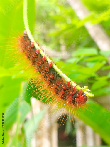 Macro photo of a red hairy butterfly caterpillar perched on a leaf.