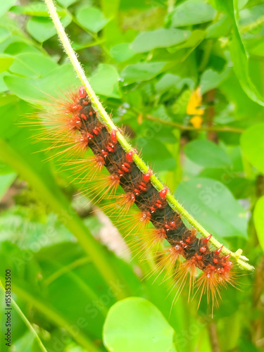 Macro photo of a red hairy butterfly caterpillar perched on a leaf.
