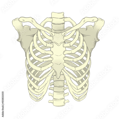 Illustration of Human Rib Cage Anatomy