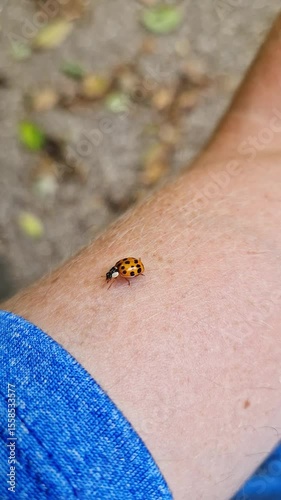 Une coccinelle asiatique Harmonia axyridis marche sur ma peau et mon t-shirt