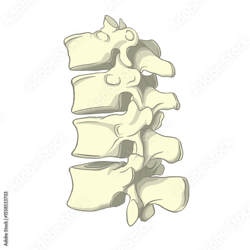 Illustration of Human Spine Vertebrae