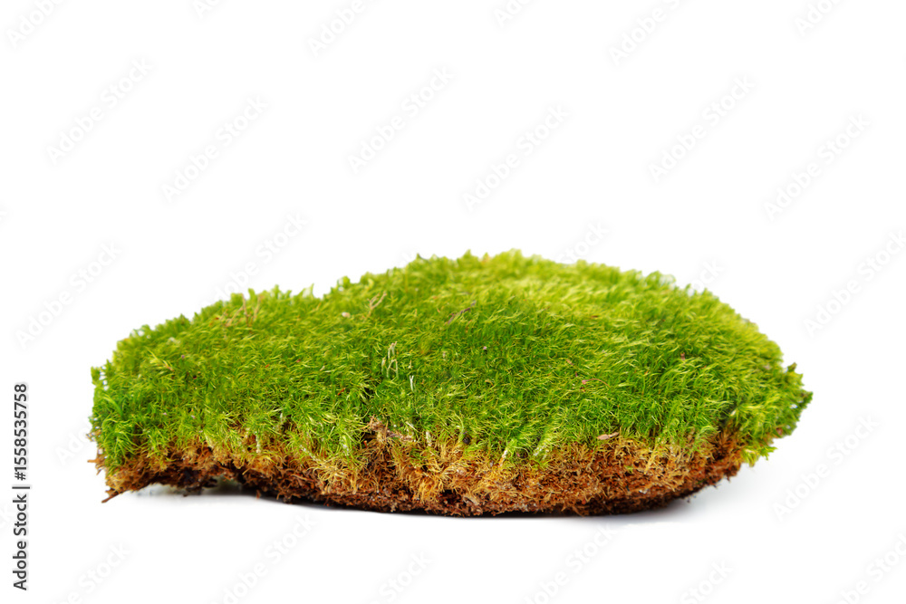 Green forest natural moss isolated on white background. Green forest natural moss isolated on white background.