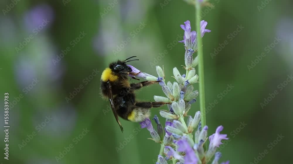 Abejorro Bombus Vestalis cambia de tallo flores de planta lavanda, Alcoy, España