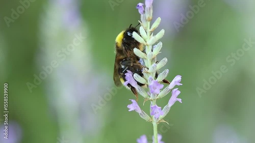 Abejorro Bombus Vestalis trepa hasta la cima de las flores de lavanda, Alcoy, España