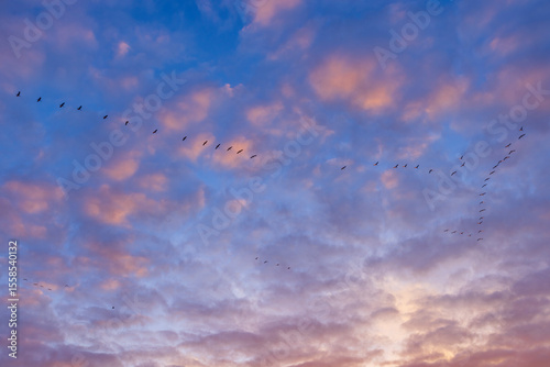 Photography Birds flying in v formation during colorful sunset in Ocseny, Hungary