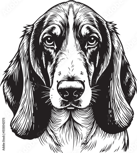 Faithful Hound: A striking and intricately detailed, black and white illustration of a basset hound, gazing directly at the viewer with soulful eyes.