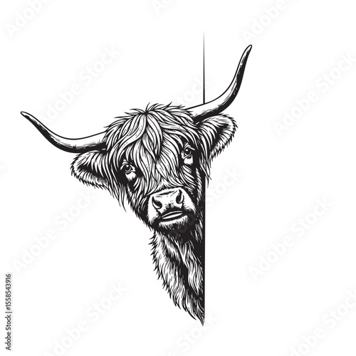 Vector of black and white illustration of a Highland Cow peeking with shaggy fur and horns.