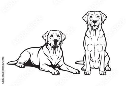 Vector of black and white illustration of two Labrador Retrievers, one sitting, one lying. Pet.