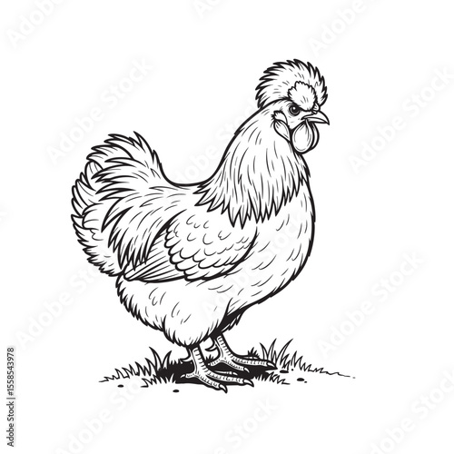 Vector of black and white illustration of a Silkie chicken standing, showing fluffy feathers. Farm animals.