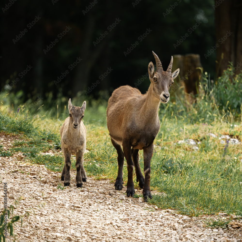 Female alpine ibex with babies Female alpine ibex with babies