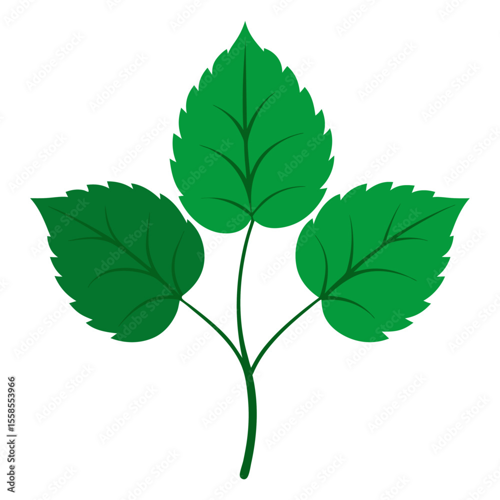Fototapeta premium green leaves isolated on white background
