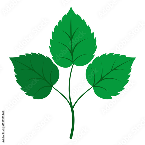 green leaves isolated on white background