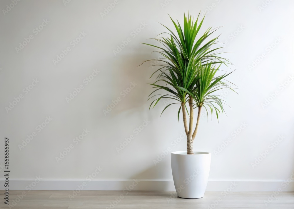 Fototapeta premium Tall green leafy plant in white ceramic pot on plain white wall