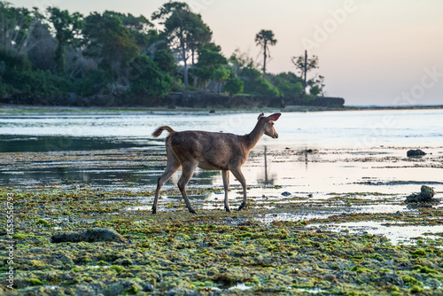 Canvastavla Antelopes on the beach at sunset in the Alas Purwo jungle of East Java, Indonesi