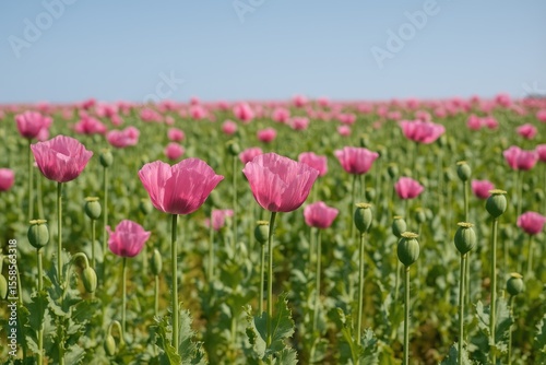 Vivid pink opium poppies blooming across a vast field