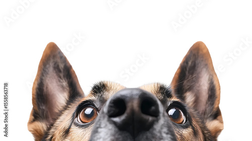 Focused Dog Stare