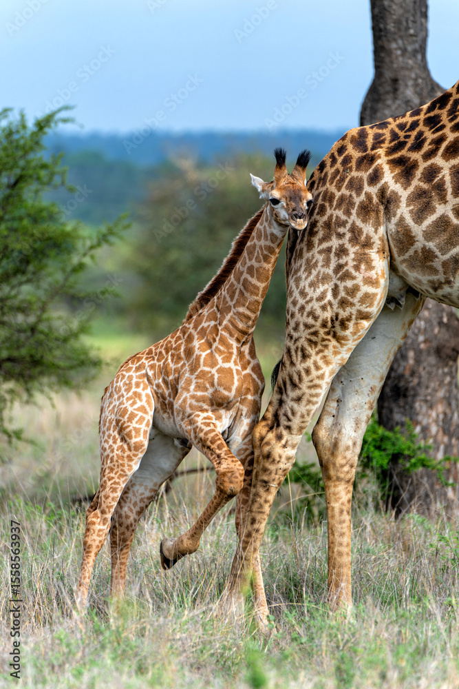 Obraz premium A female giraffe with her newborn calf walking in the bush in Kruger National Park in South Africa