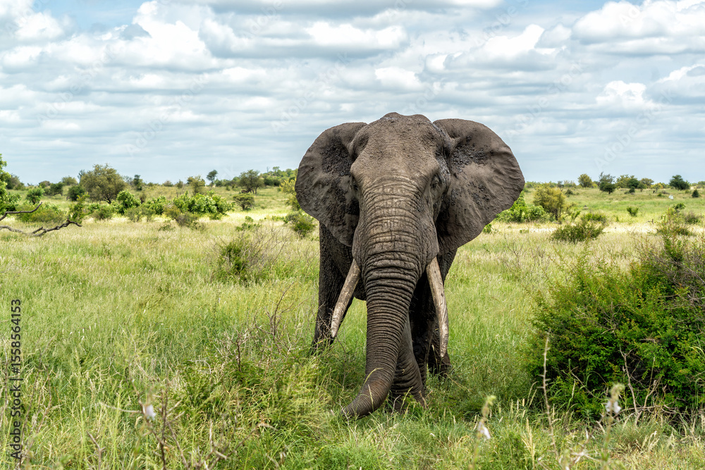 Fototapeta premium Elephant bull hanging around and searching for food and water in the Kruger National Park in South Africa