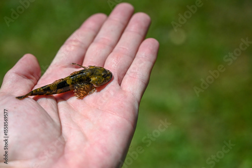 European bullhead fish in a fisherman's hand. A man holds a fish in his hand. Miller's thumb, common bullhead, freshwater sculpin. 