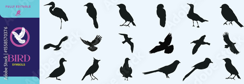 Flying bird vector and silhouette
