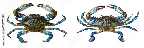 Set of a blue crab, top view, isolated on a transparent background.
