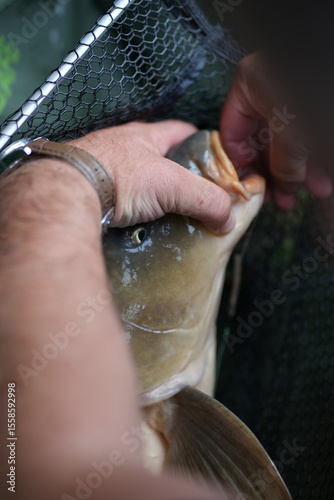 Removing Fishing Hook from Freshly Caught Carp – Angling Detail Shot
